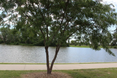 Lake_Front_2